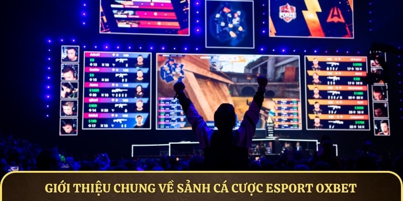 Giới thiệu csảnh cá cược Esport OXBET dành cho bet thủ